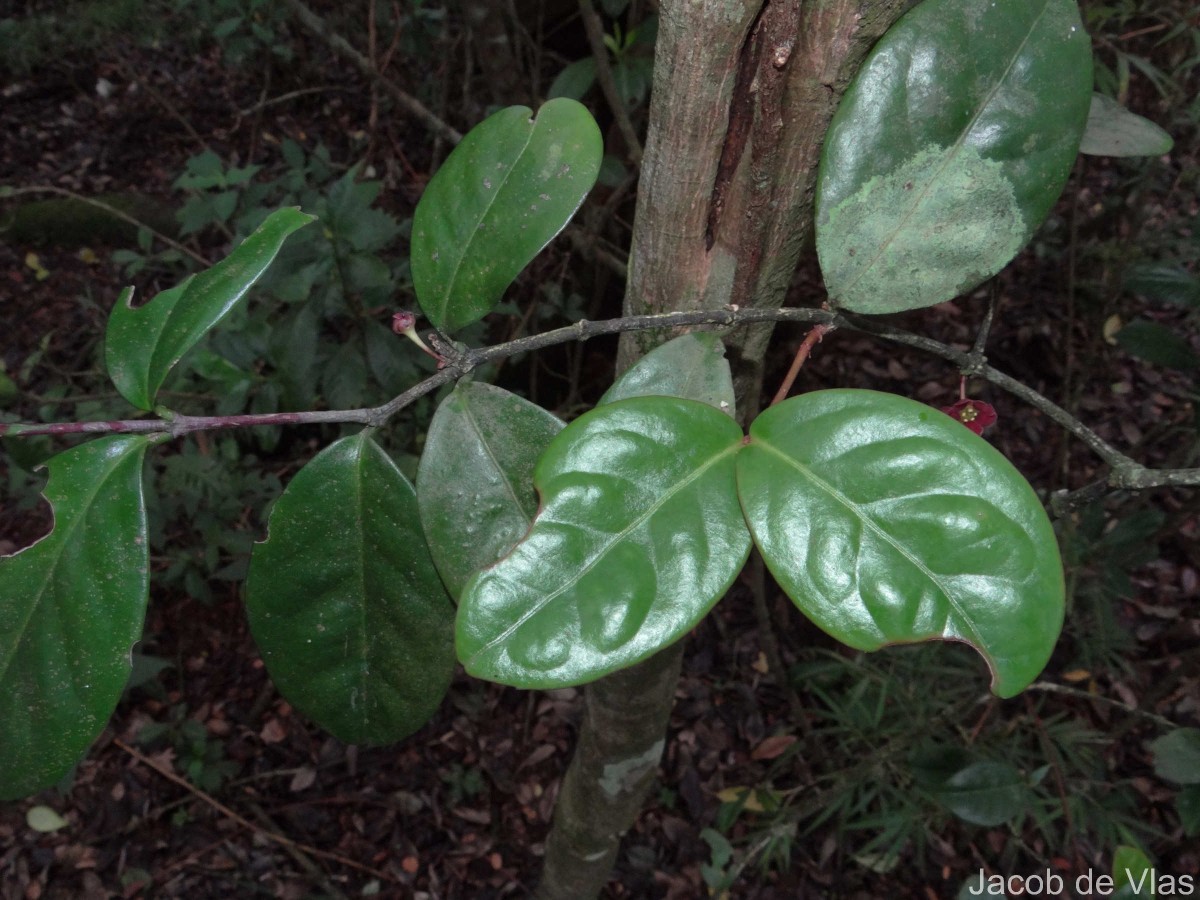 Euonymus revolutus Wight